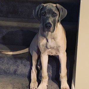 Meet your Posher, William